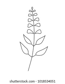 Vector illustration of sage with flower isolated on white background. 