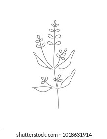 Vector illustration of sage with flower isolated on white background. Doodle wildflower.