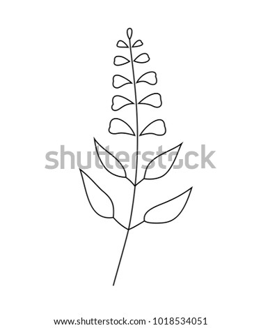 Vector illustration of sage with flower isolated on white background. 