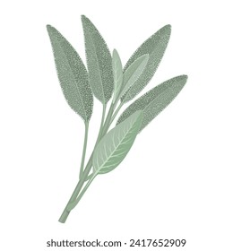 Vector illustration, sage leaves, isolated white background.