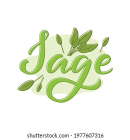 Vector illustration of sage lettering for packages, product design, banner, spice shop  price lists. Handwritten word with leaves for web or print
