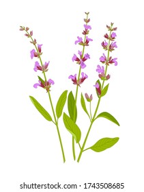 Vector illustration of sage plant