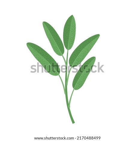 Vector illustration of sage or Salvia officinalis leaf, isolated on white background. Stock photo © 