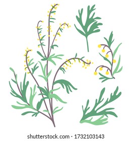 Vector Illustration Of Sagebrush Plant And Its Parts On White Background. Botanical Illustration And Floral Design Elements.