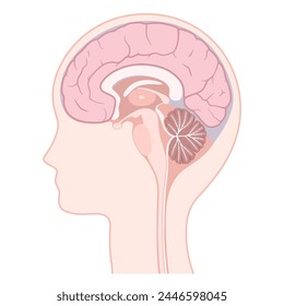 Vector illustration of Sagittal section of the brain_head_Head