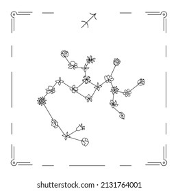 Vector illustration of Sagittarius constellation with flowers and zodiac sign. 