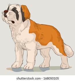 Vector illustration, Saint Bernard dog, cartoon concept.