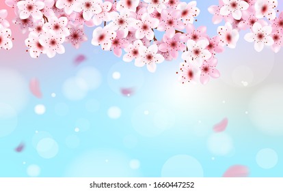 586 Sky blue cherry blossom japanese paper Images, Stock Photos ...