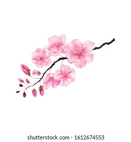 Vector illustration with sakura branch drawn in realistic style. Delicate petals of blooming cherry. Decorating Japanese spring holiday background postcards postcards and banners.