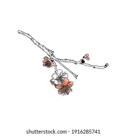 Ilustración vectorial de la rama sakura aislada por liner. Cerezo floreciente para imprimir en una impresora, en blanco para diseñadores, floristas