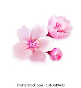 Vector illustration sakura cherry, branch with blooming flowers, Japan flowers