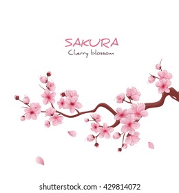 Vector illustration sakura cherry, branch with blooming flowers, Japan flowers