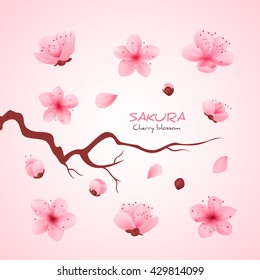 Vector illustration sakura cherry, branch with blooming flowers, Japan flowers