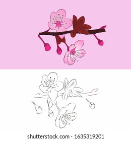 Vector Illustration Of Sakura Flower Isolated Bacground