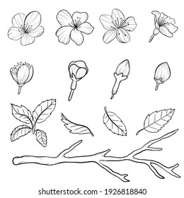 Vector illustration of sakura flower on black outline or line art on white background. Isolated sakura set.