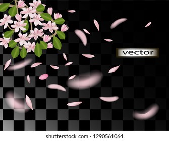 Vector illustration of Sakura flowers pink petals falling in the wind flying, blooming spring cherry tree branch in the garden, romantic greeting pattern isolated on transparent background