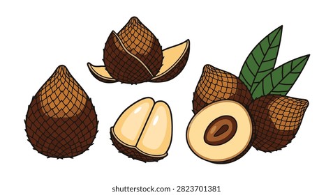 Vector illustration of salak fruit, known as snake fruit, showing whole fruit with scaly brown skin, peeled cloves, sliced sections with seed, and green leaves on white background.
