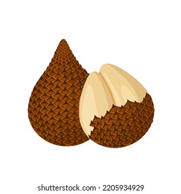 Vector illustration, Salak or snake fruit, scientific name Salacca zalacca, isolated on a white background.