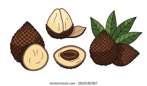 Vector illustration of salak snake fruit collection including whole fruit, peeled segments, cross-section with seed, and green leaves, isolated on white background.