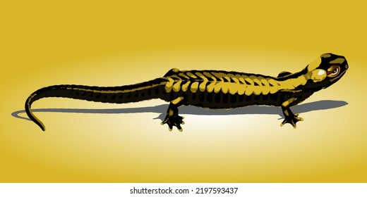 Vector illustration of salamander Bolitoglossa mexicana.eps