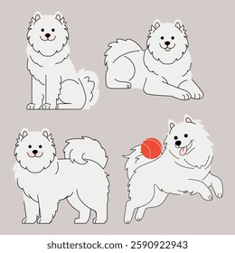 Vector illustration of Samoyed dog set. Cute fluffy Samoyed in different poses sitting, lying, standing, and playing with a ball. Minimalist design, perfect for pet-themed projects. Vector