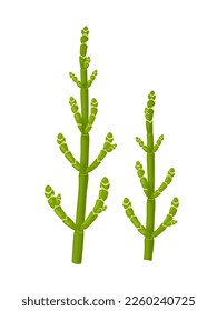 Vector illustration, samphire is also called sea asparagus, sea pickle, or sea bean, isolated on white background.
