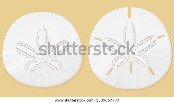 Vector illustration of sand dollars against a\
sand-colored\
background.