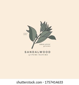 Vector illustration sandalwood branch - vintage engraved style. Logo composition in retro botanical style