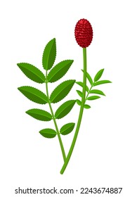 Vektorgrafik, Sanguisorba officinalis, allgemein bekannt als großartiger Verbrennung, einzeln auf weißem Hintergrund.