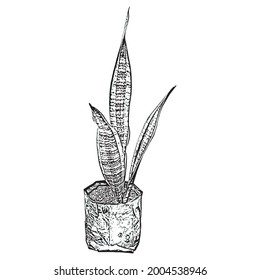 Vector illustration of Sansevieria. In Indonesian it is called Lidah Mertua. Black and white isolated on a white background.