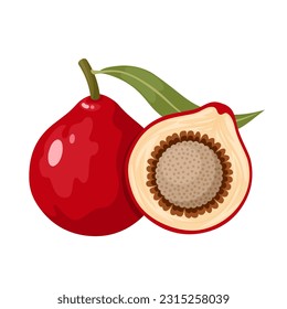 Ilustración vectorial, Santalum acuminatum, conocido como quandong o melocotón nativo, aislado sobre fondo blanco.