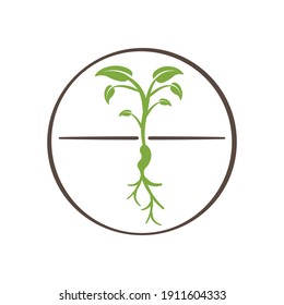 Vector illustration of sapling growing from seed. Sapling icon.