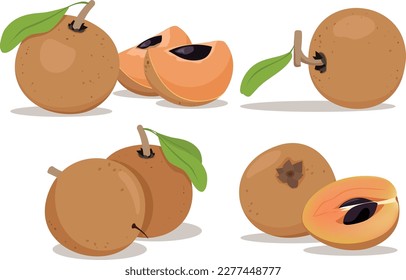 Vector illustration of sapodilla or chiku