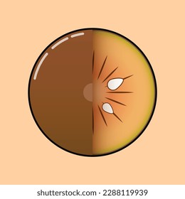 Vector illustration of sapodilla cross section and sapodilla semicircle fruit form. this sapodilla slice vector suitable for sticker, animation, and presentation.