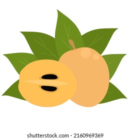 Ilustración vectorial de frutos y rodajas de sapodilla. Con hojas verdes. Aislado sobre un fondo blanco.
