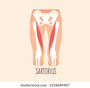 Vector illustration of sartorius muscle.