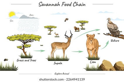 Vector illustration of savanna fauna.
simple food chain in savannah.
ready to use, vector, lion, impala, trees, vulture.