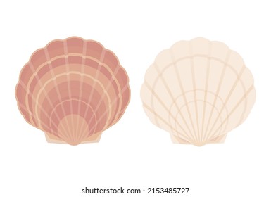 Vector Illustration, Illustration of scallop