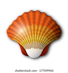 Vector illustration of Scallop seashell.