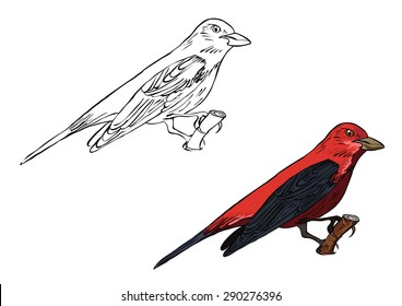 Vector illustration of a Scarlet Tanager