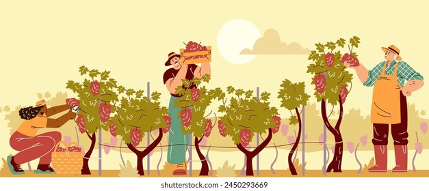 Vector illustration with a scene of harvesting workers of different ages: a girl, a man, a grandfather, picking grapes in baskets and boxes from vineyards against the background of dawn