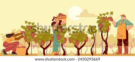 Vector illustration with a scene of harvesting workers of different ages: a girl, a man, a grandfather, picking grapes in baskets and boxes from vineyards against the background of dawn