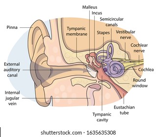 Vector illustration of a schematically painting of an ear. Detailed ear anatomy diagram