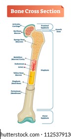 Vector illustration scheme of bone cross section. Diagram with articular cartilage, marrow, spongy bone, medullary cavity, endosteum, diaphysis, and periosteum. Explaned distal and proximal epiphysis.