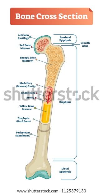 Vector Illustration Scheme Bone Cross Section Stock Vector Royalty Free 1125379130