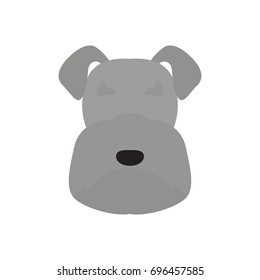 Vector illustration of schnauzer dog head. Isolated on white background.
