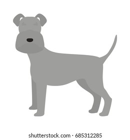 Vector illustration of schnauzer dog. Isolated on white background.