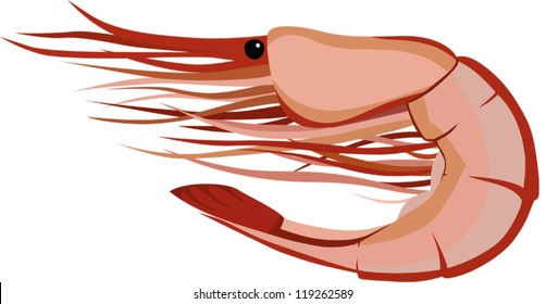 Vector illustration of a schrimp