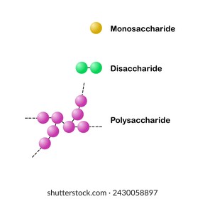 Vector illustration of scientific designing of differences between monosaccharide, disaccharide and polysaccharide on a white background svg