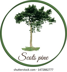 vector illustration of a scots pine tree isolated